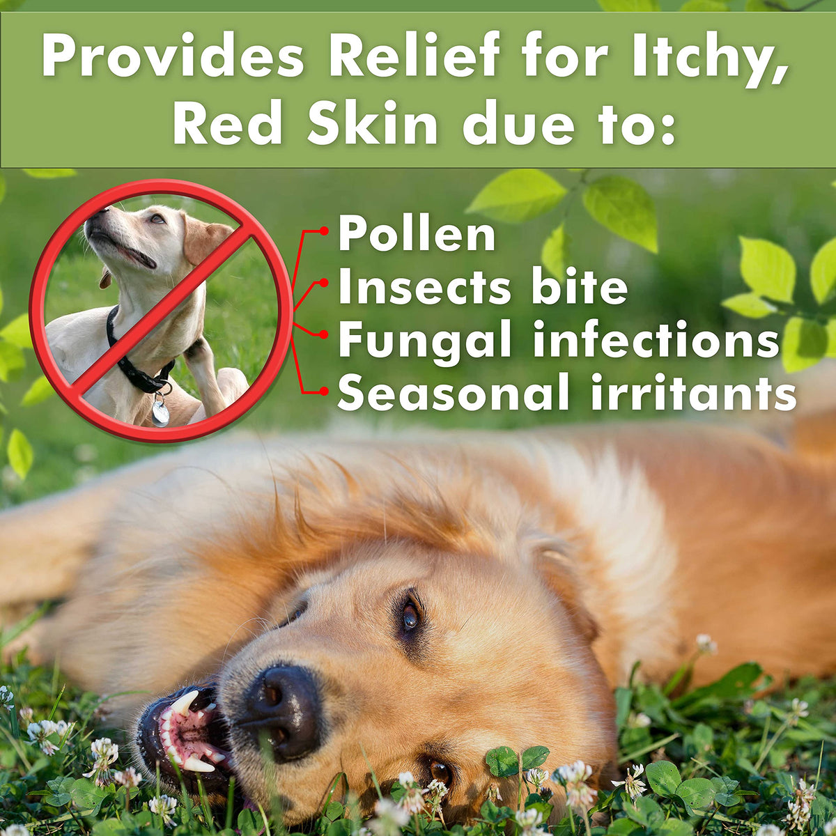 Curated visual reference: Medicated Dog Shampoo For Yeast Infections In Senior Dogs Reference: Arava Natural Medicated Dog Shampoo Anti Yeast Anti Itch Dog